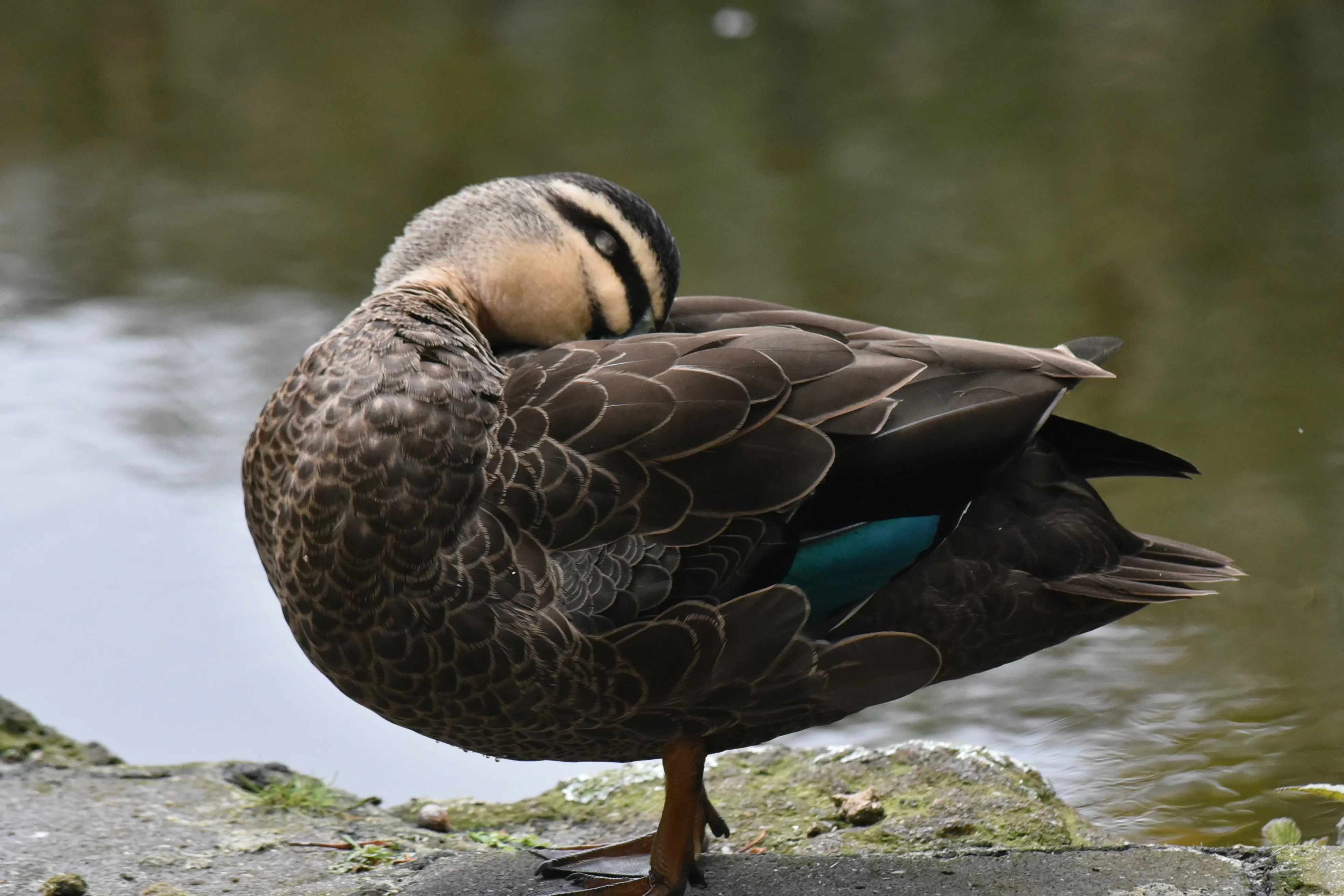 Nice Clean Duck Shot