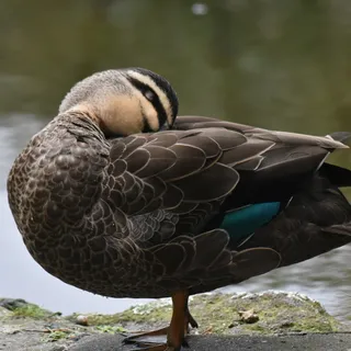 Nice Clean Duck Shot