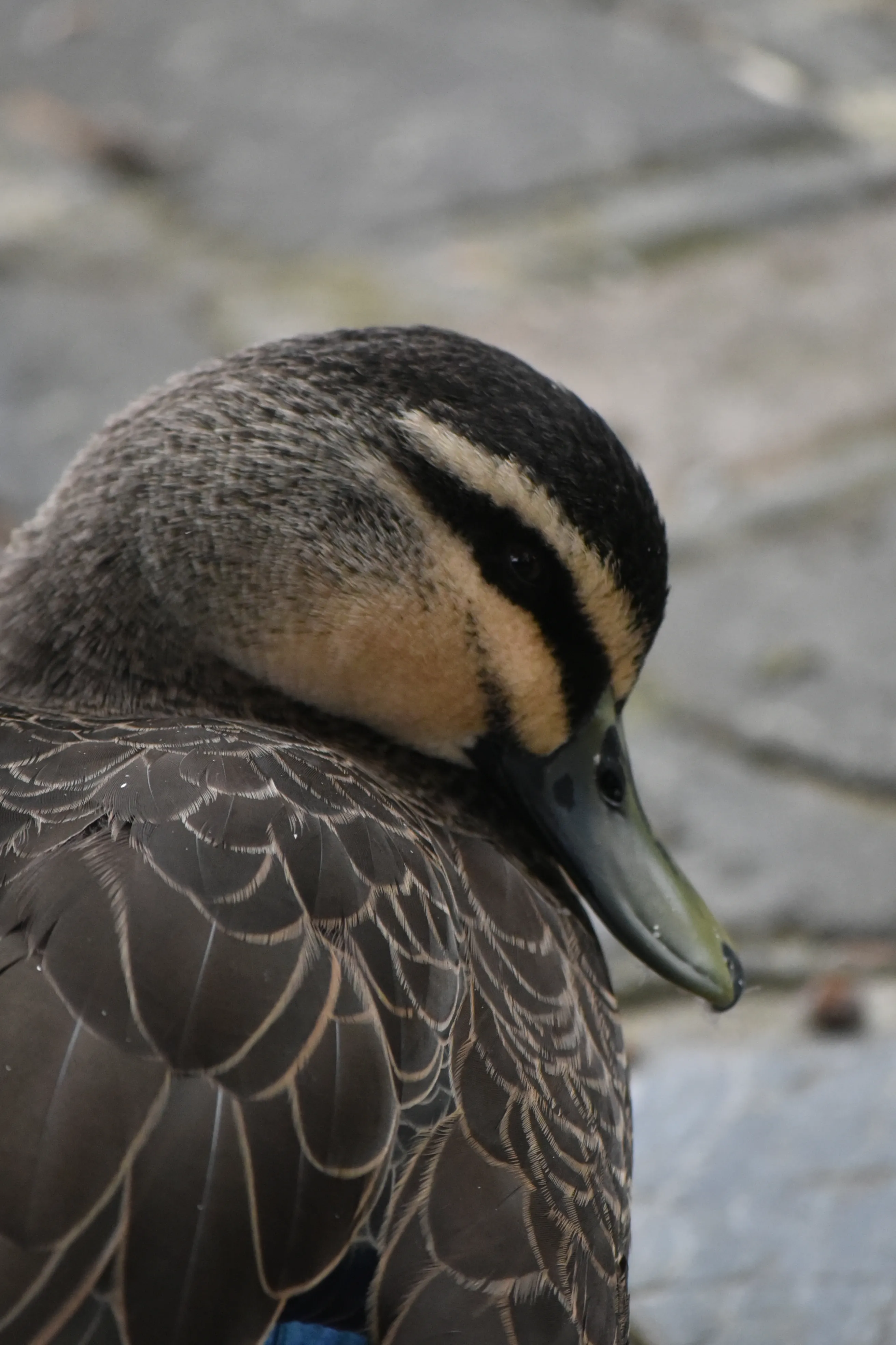 Duck Shot