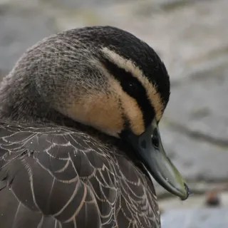Duck Shot