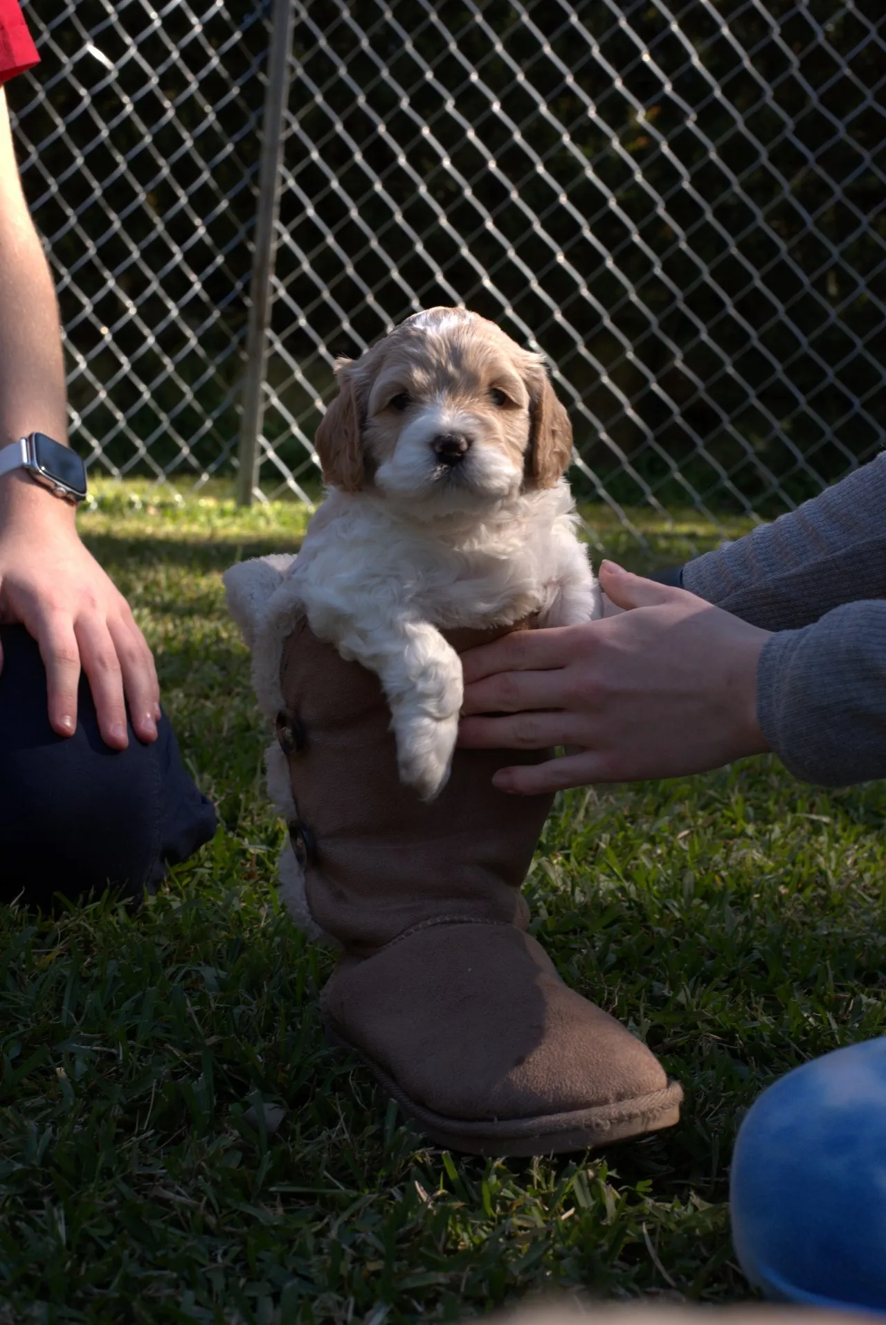 Kick the Puppy