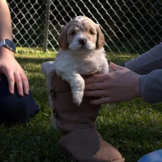 Kick the Puppy