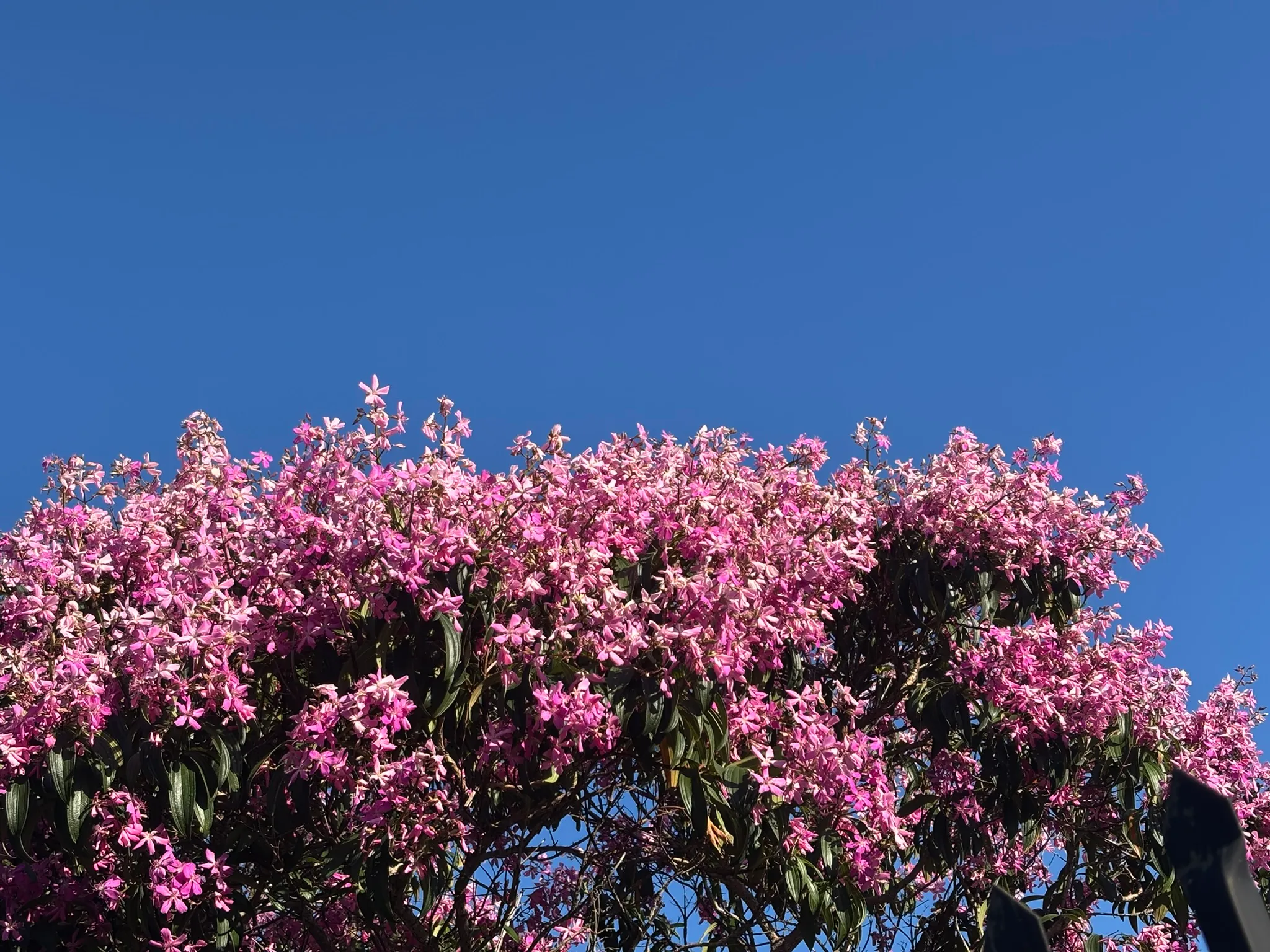 Workplace Bloom