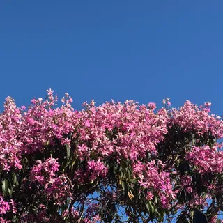 Workplace Bloom