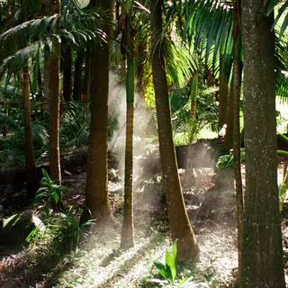Misty Forest