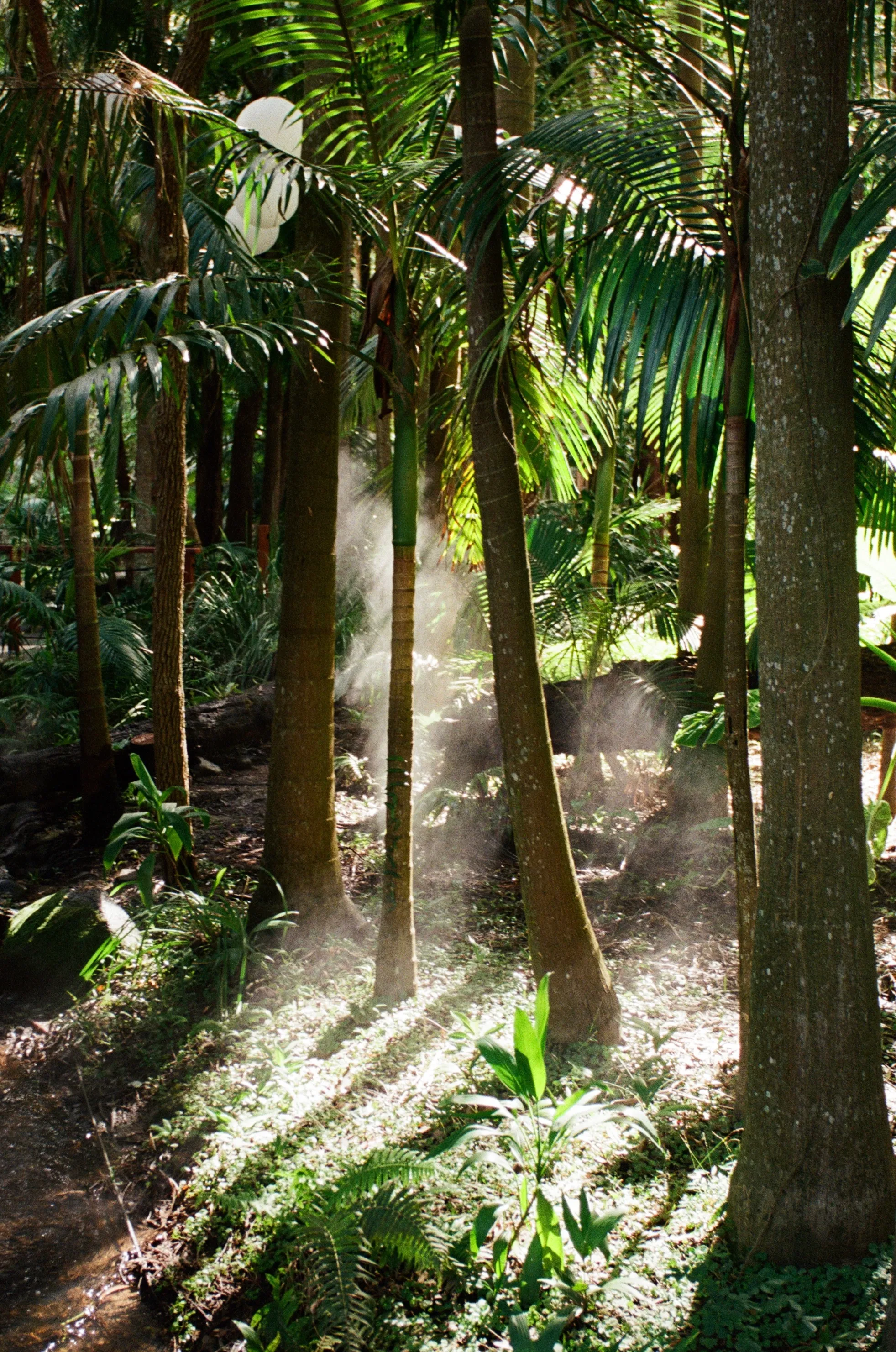 Misty Forest