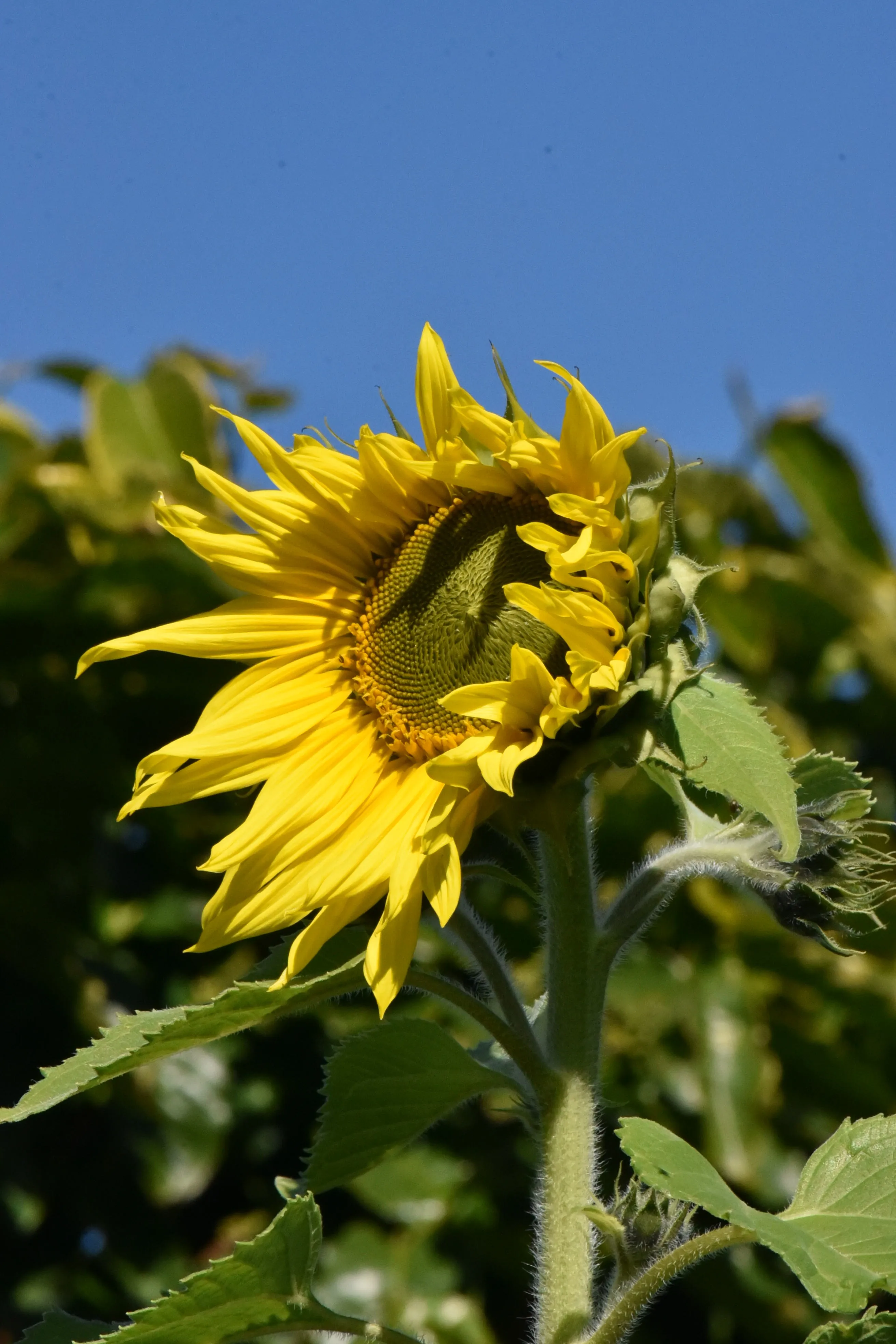 Floppy Sunflower
