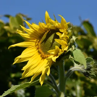 Floppy Sunflower