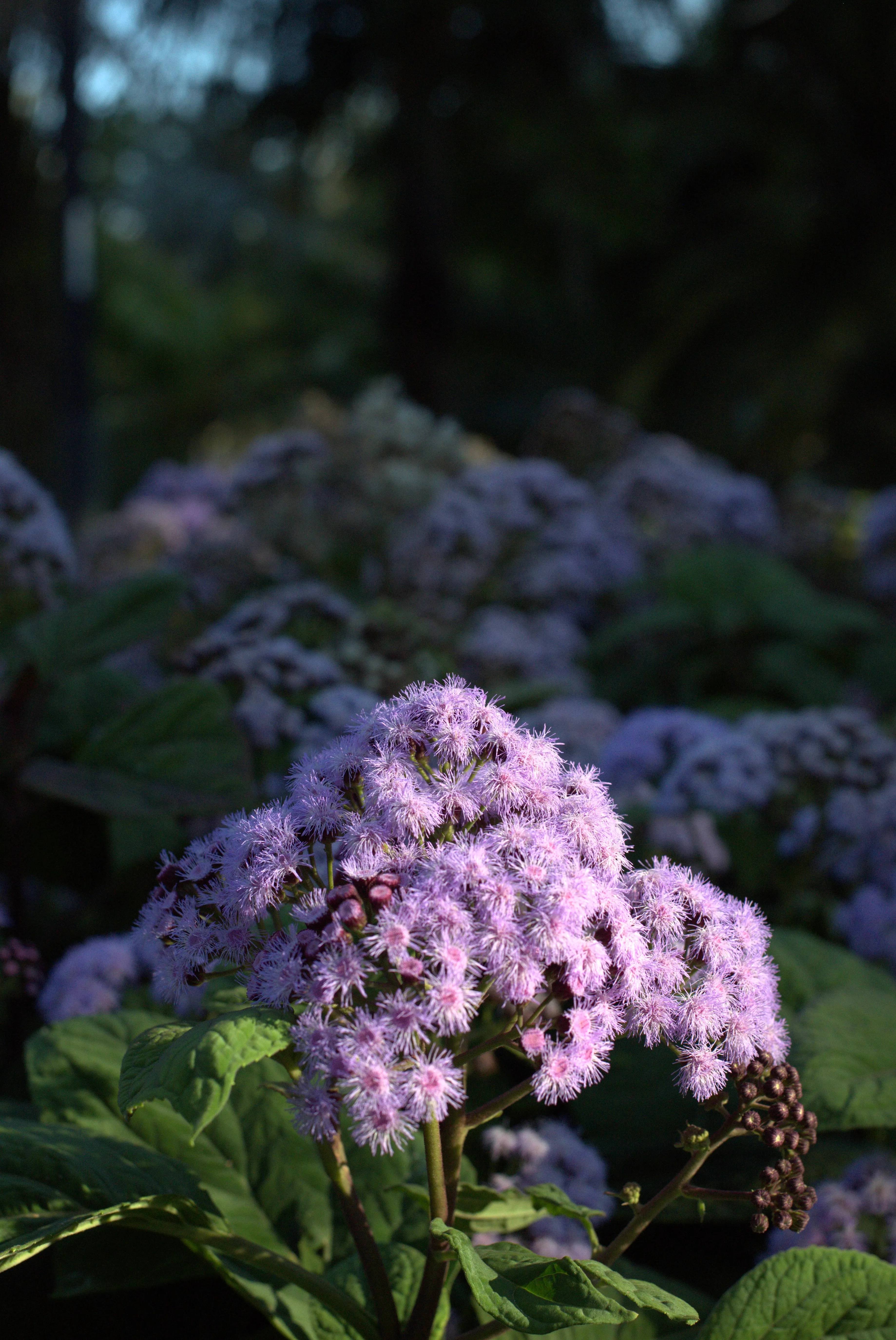 Fluffy Flowers