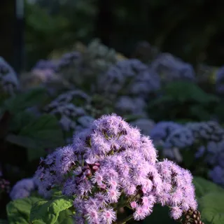 Fluffy Flowers