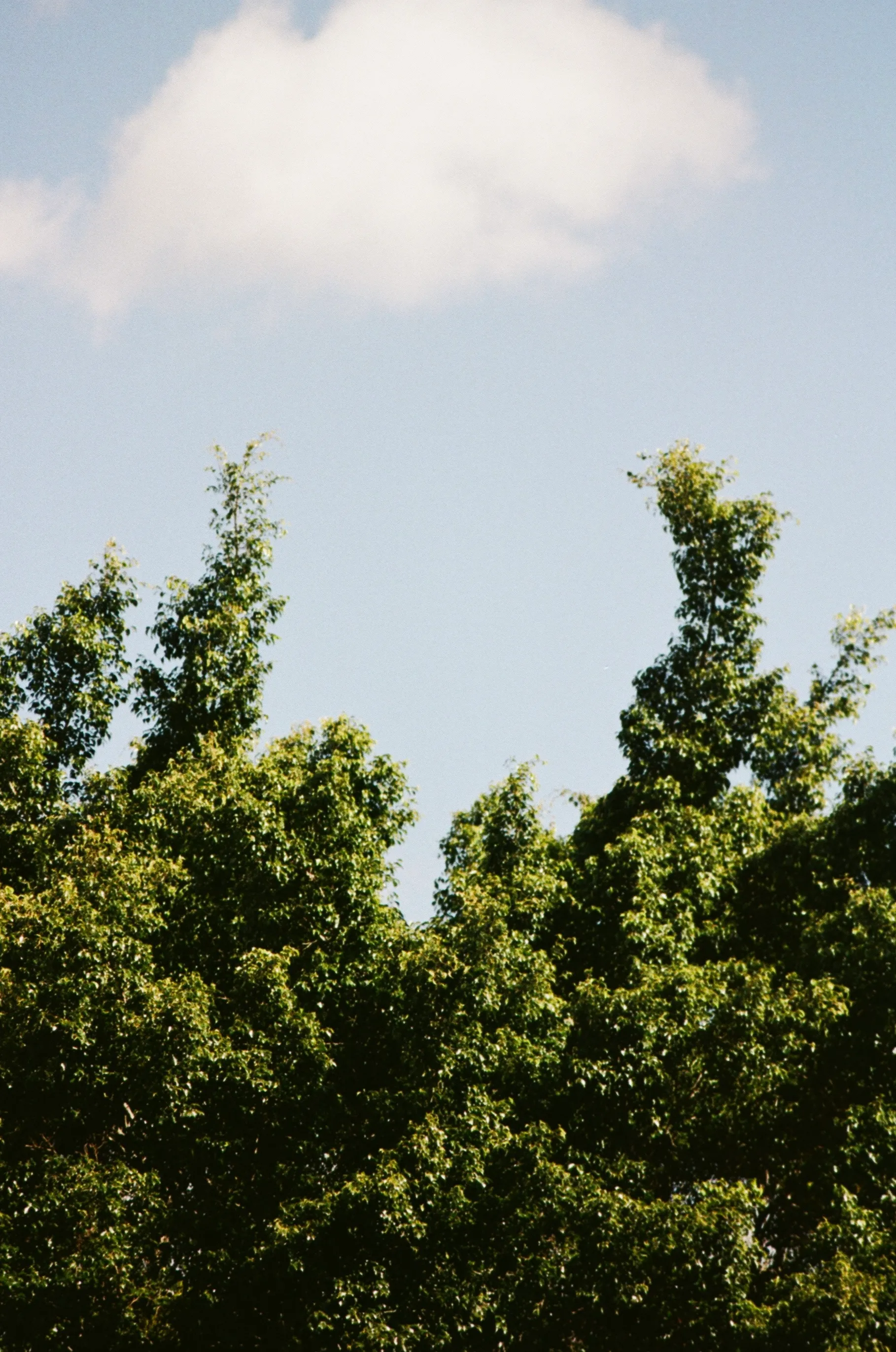Nature's Twin Towers