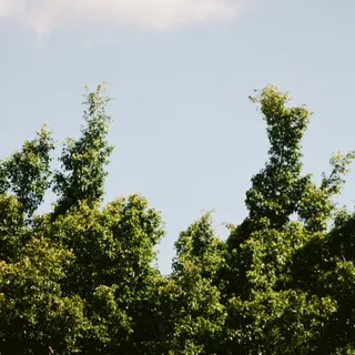 Nature's Twin Towers